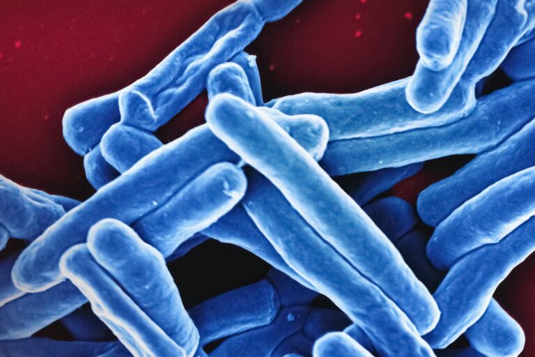 Bactérias vistas ao microscópio eletrônico, tema dos filmes antimicrobianos