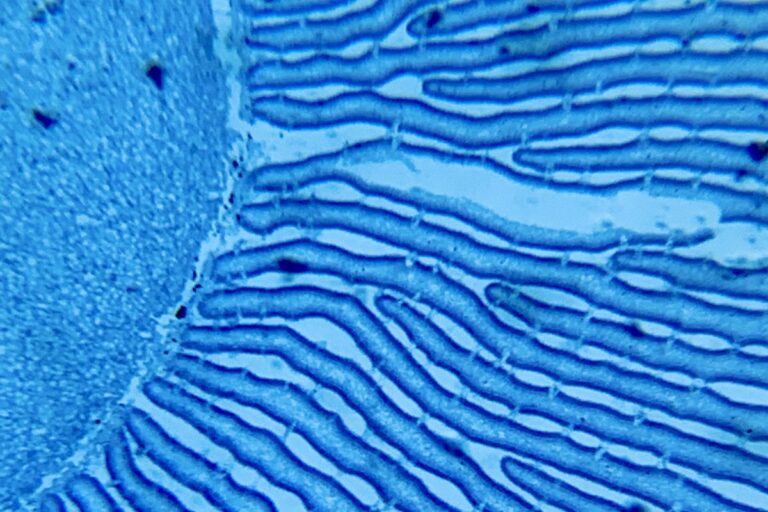 Corte de tecido visto ao microscópio, tema dos compósitos de colágeno para cicatrização